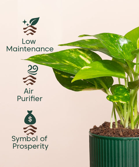 Money Variegated Plant With Self Watering Pot