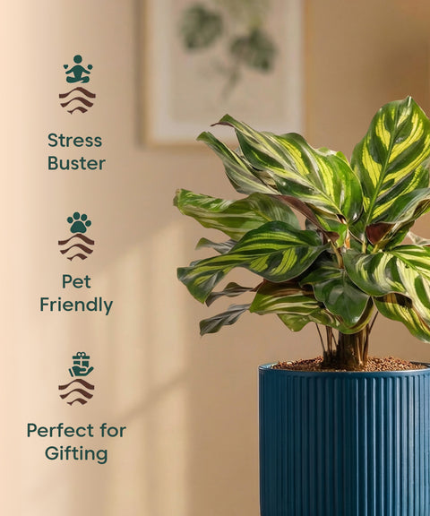 Peacock Plant with Medium Self Watering Pot