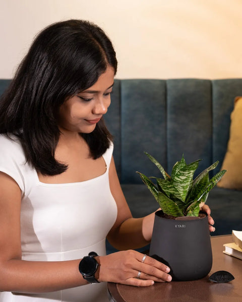 Green Snake Plant with Aura Planter - BYOB