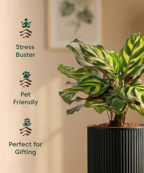 Peacock Plant with Medium Self Watering Pot