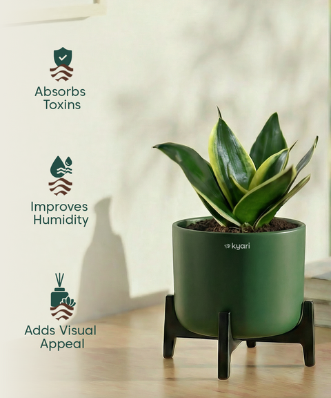 Golden Snake Plant with Aira Pot