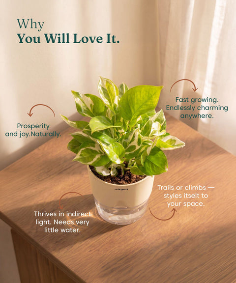 Money N'Joy Plant - BYOB