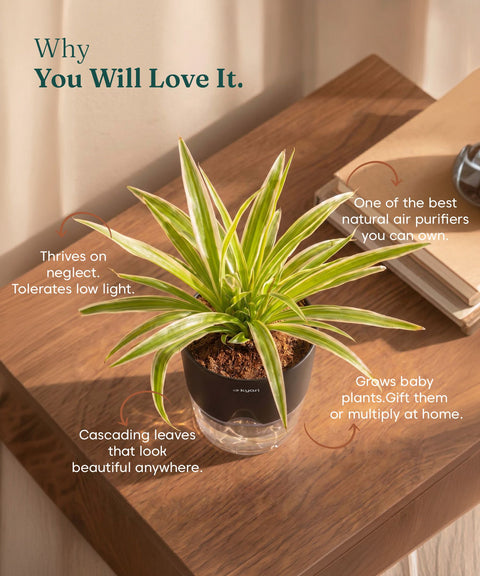 Spider Plant With Self Watering Pot