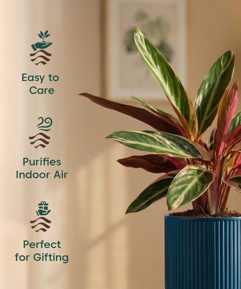Calathea Triostar Plant with Medium Self Watering Pot