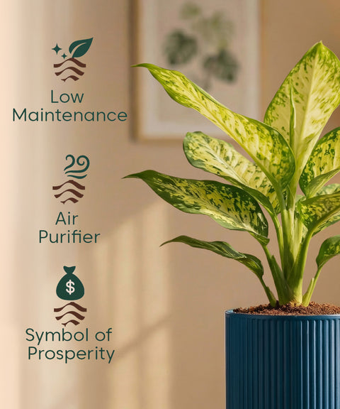 Aglaonema Snow White Plant with Medium Self Watering Pot