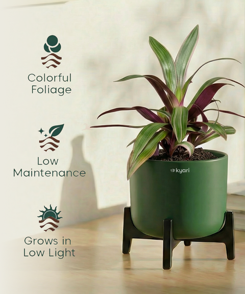 Rhoeo Plant with Aira Pot