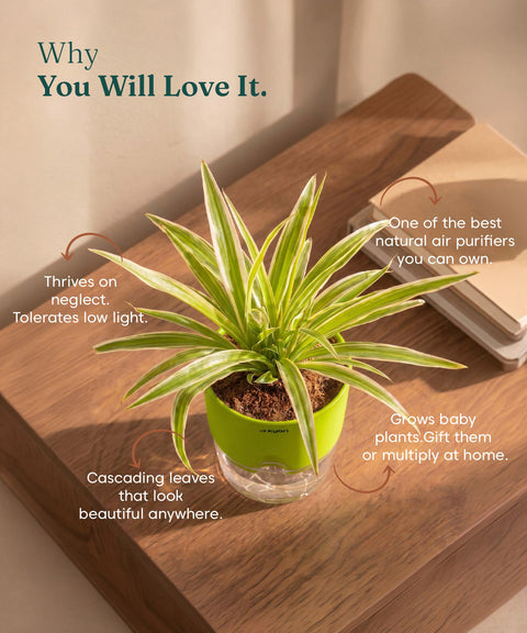 Spider Plant With Self Watering Pot