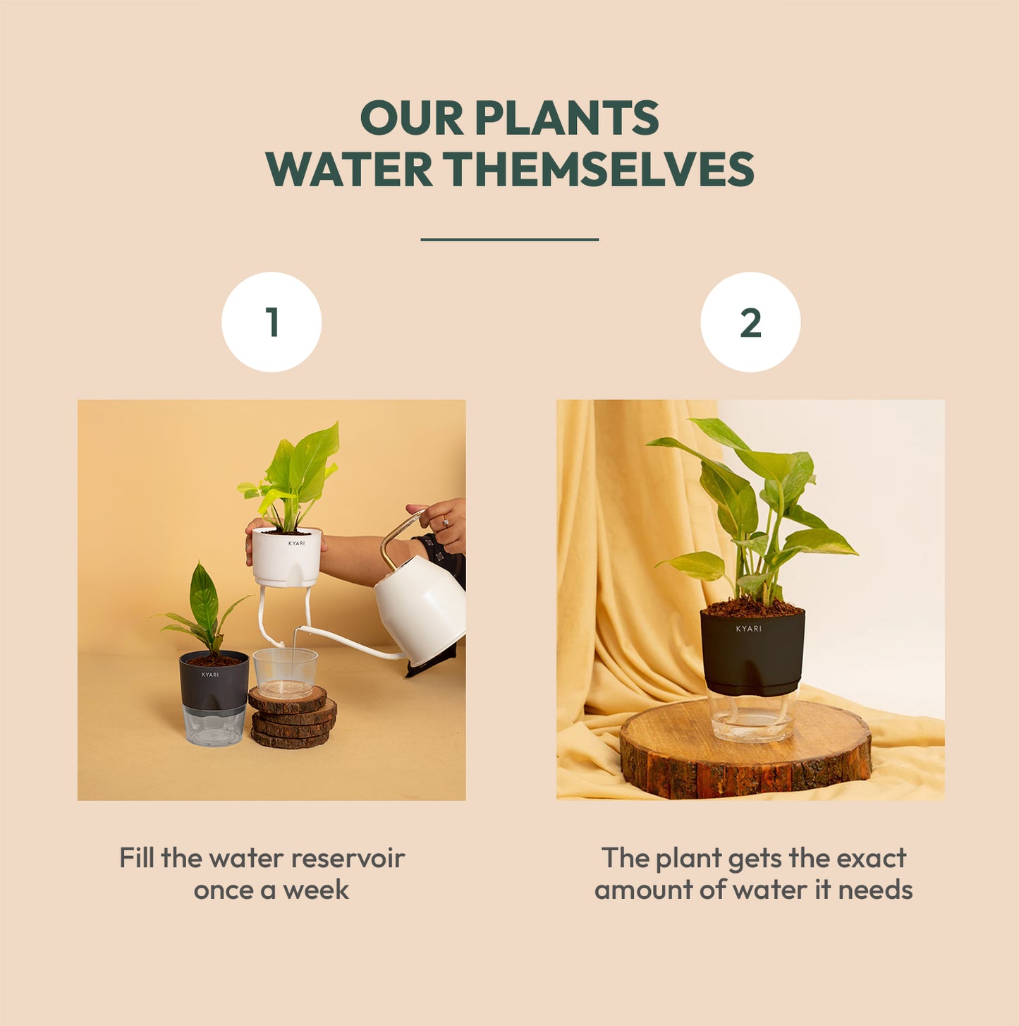 Schefflera Variegated Live Indoor Plant with Self Watering Pot