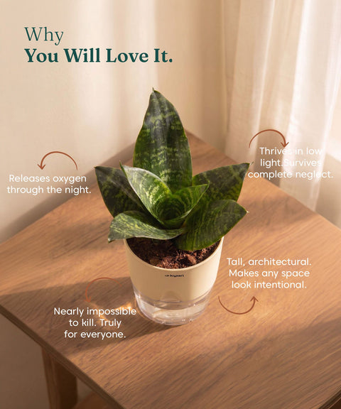 Green Snake Plant With Self Watering Pot