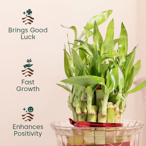 Lucky Bamboo Plant With Glass pot