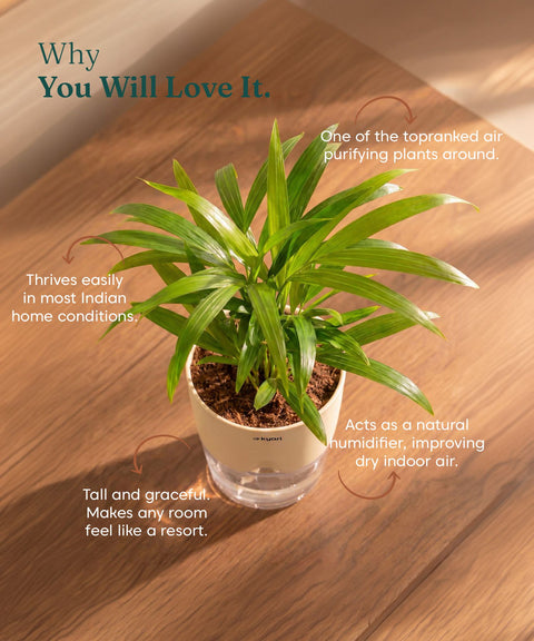 Areca Palm Plant With Self Watering Pot