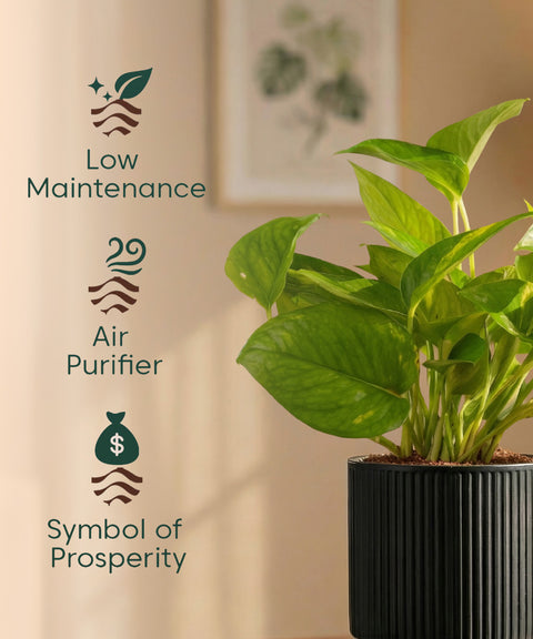 Money Variegated Plant with Medium Self Watering Pot