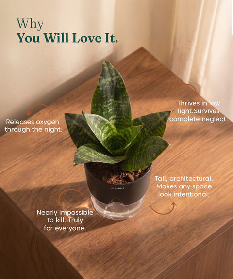Green Snake Plant With Self Watering Pot