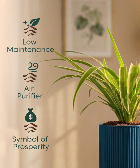 Spider Plant with Medium Self Watering Pot