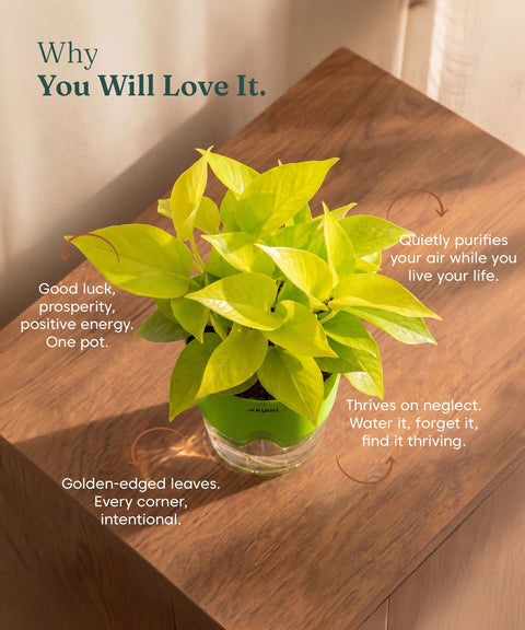 Golden Money Plant - BYOB
