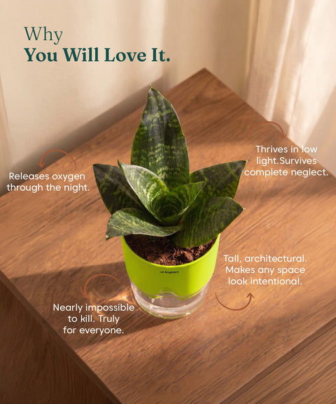 Green Snake Plant With Self Watering Pot