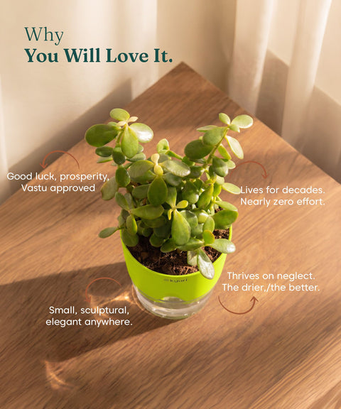 Lucky jade plant with self watering pot - BYOB