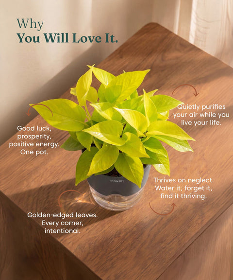 Golden Money Plant - BYOB