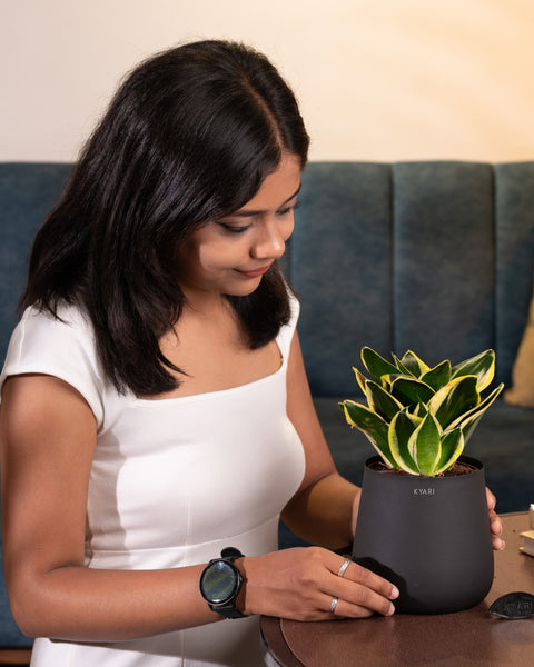 Golden Hahnii Snake Plant with Aura Planter - BYOB