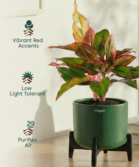 Aglaonema Lipstick Plant with Aira Pot