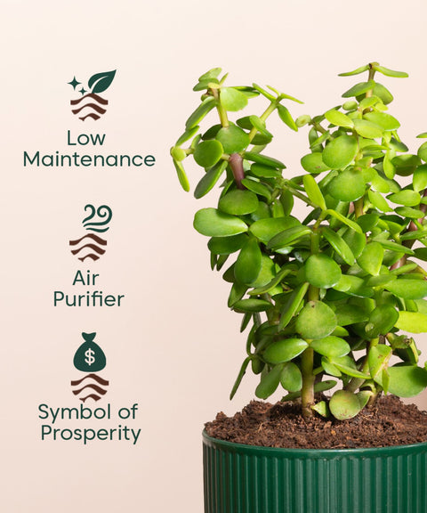 Lucky Jade Plant With Small Self Watering Pot