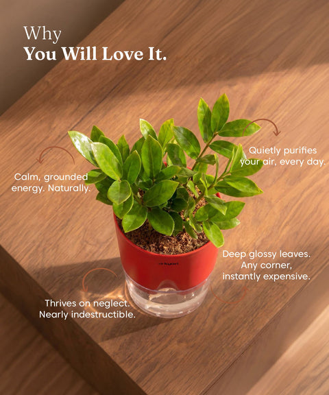 Zamia Green - ZZ Plant With Self Watering Pot