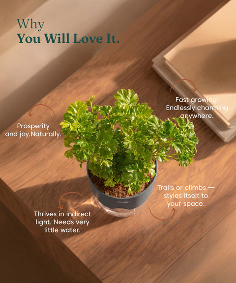 Aralia Green Plant With Self Watering Pot