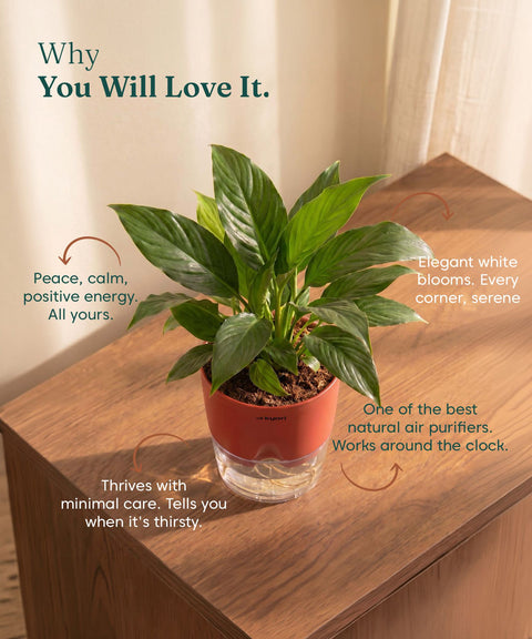 Peace Lily Plant - BYOB