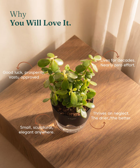 Lucky jade plant with self watering pot - BYOB