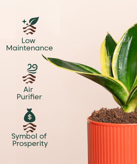 Golden Hahnii Snake Plant With Self Watering Pot