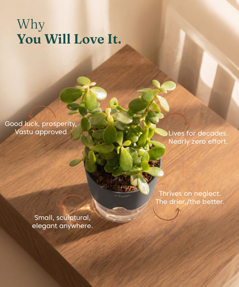 Lucky jade plant with self watering pot - BYOB
