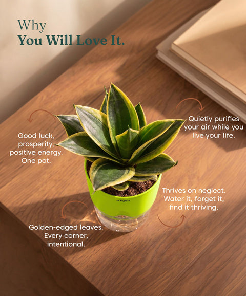 Golden Hahnii Snake Plant BYOB