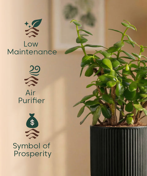Lucky Jade Plant with Medium Self Watering Pot