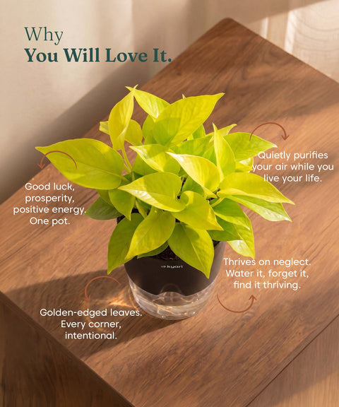 Golden Money Plant - BYOB