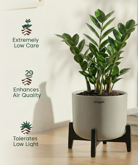 ZZ Plant with Aira Pot