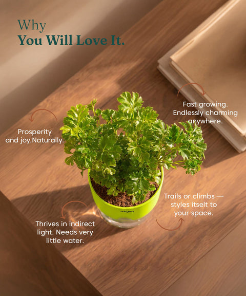 Aralia Green Plant With Self Watering Pot
