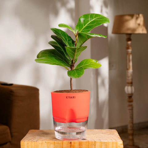 Fiddle Fig Plant - BYOB