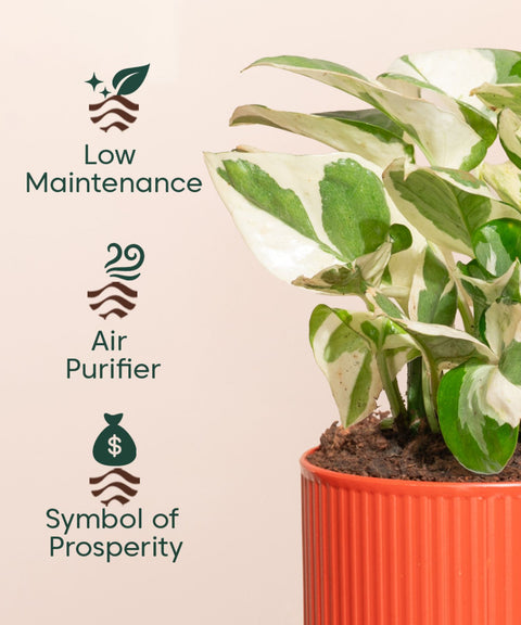 Money N'Joy Plant With Mylo Self Watering Pot