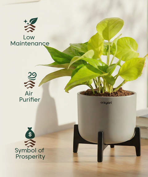 Golden Money Plant in Aira Self Watering Pot (Stand included)