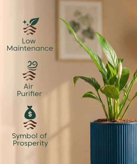 Peace Lily Plant with Medium Self Watering Pot