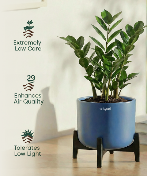 ZZ Plant with Aira Pot