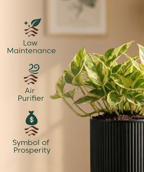 Money Variegated Plant with Medium Self Watering Pot