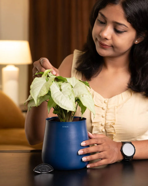 Syngonium Pixie White Plant with Aura Planter - BYOB