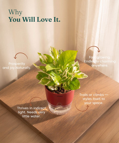 Money N'Joy Plant - BYOB