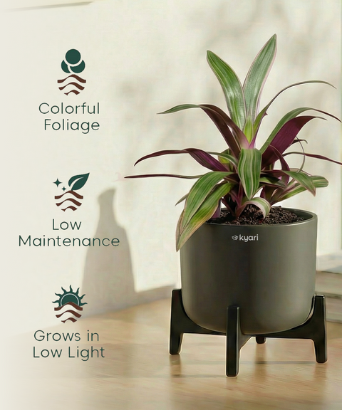 Rhoeo Plant with Aira Pot