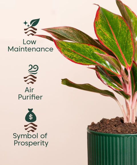 Aglaonema Lipstick Plant With Self Watering Pot