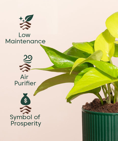 Golden Money Plant With Small Self Watering Pot