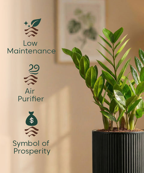Zamia Green - ZZ Plant with Medium Self Watering Pot