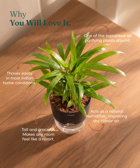 Areca Palm Plant With Self Watering Pot