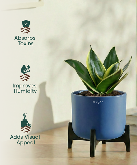 Golden Snake Plant with Aira Pot